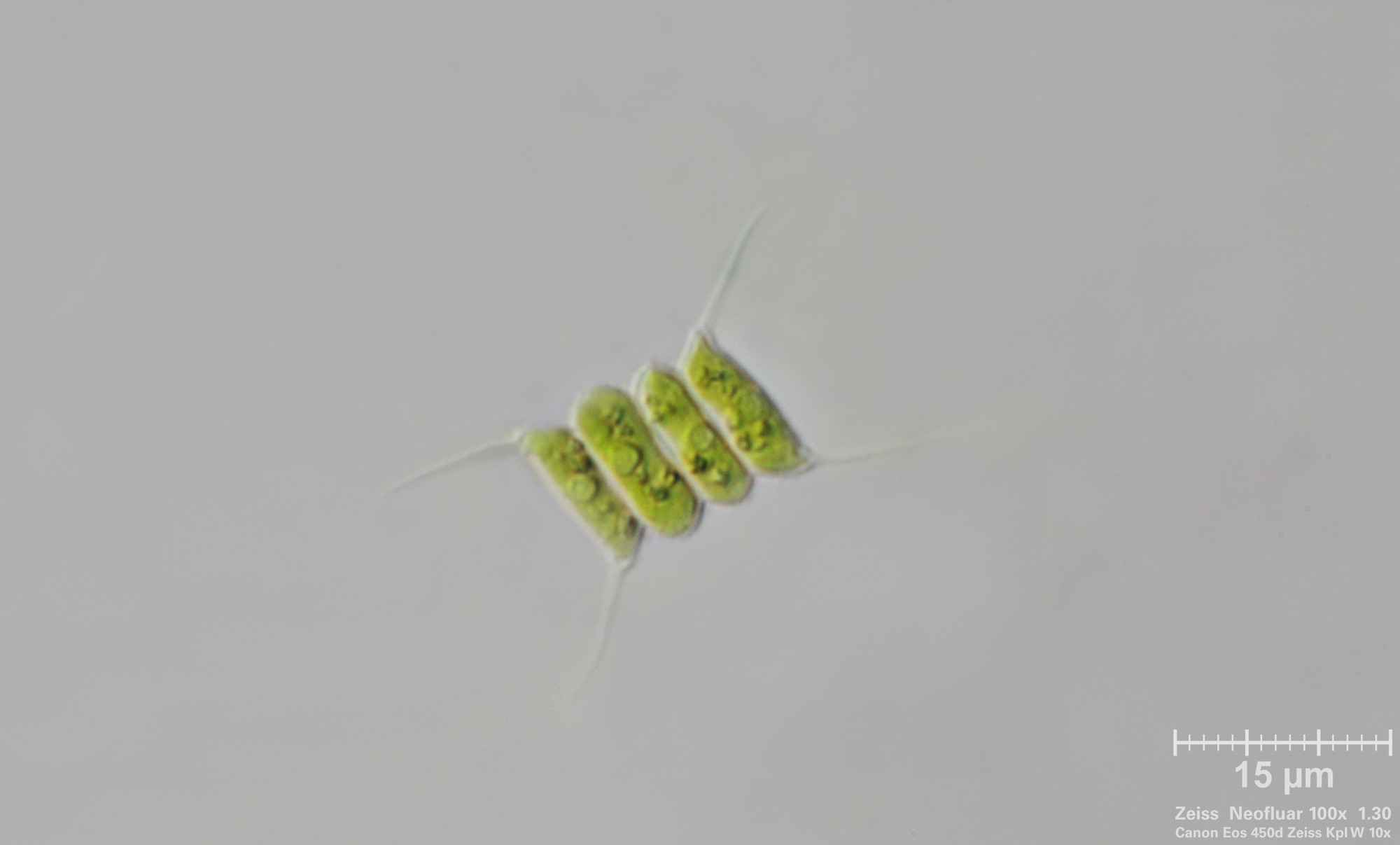 Scenedesmus
